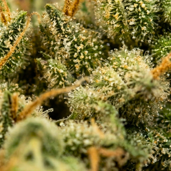 Strain Girl Scout Cookies