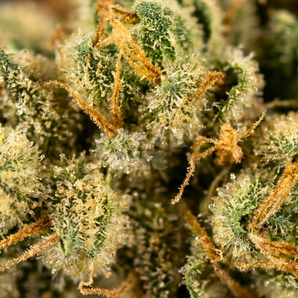 Strain Girl Scout Cookies