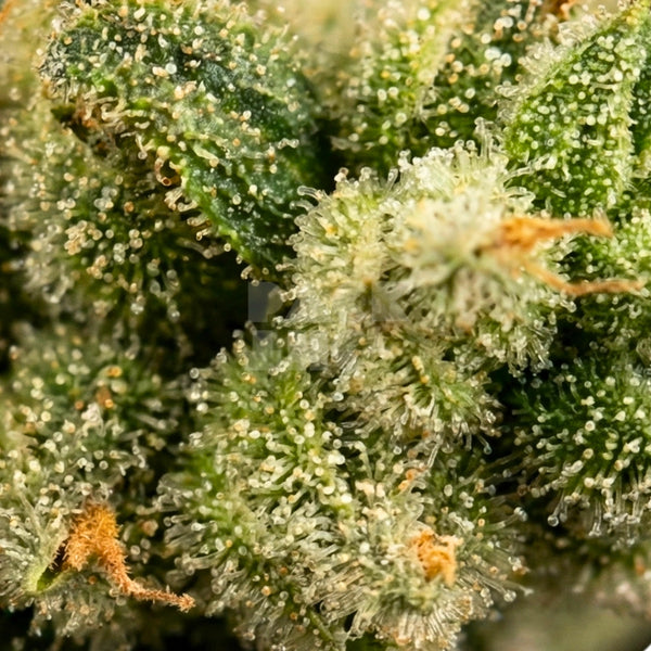 Strain Gorilla Zkittlez