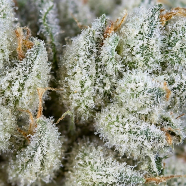 Strain Miracle Alien Cookies