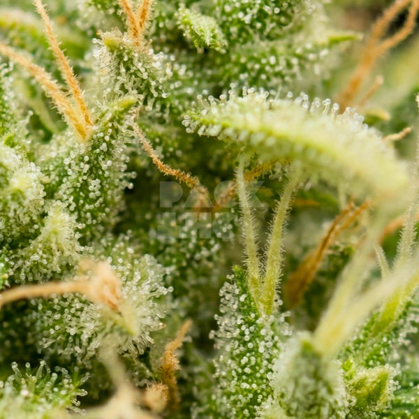 Strain Super Lemon Haze